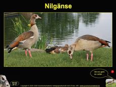 Präsentation-Nilgänse.pdf